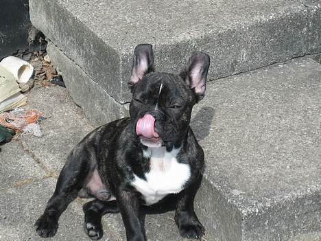 Fransk bulldog gangster billede 15