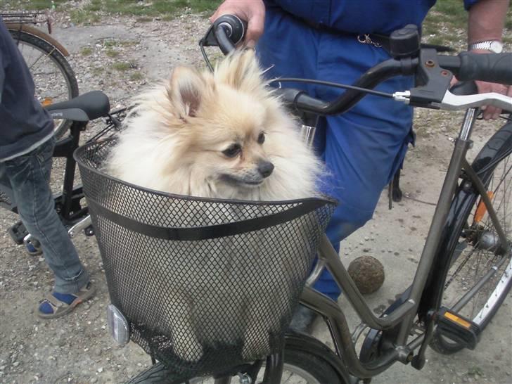 Pomeranian Himmelhund EMMA - slet ikke tosset der her.. lool..  billede 2