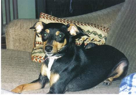 Blanding af racer Tulle - Er jeg ikke bare dejlig billede 1