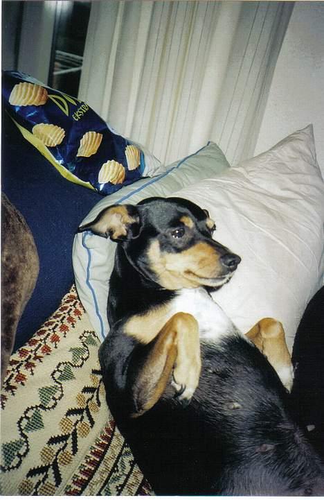 Blanding af racer Tulle billede 2