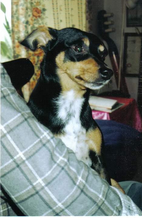 Blanding af racer Tulle billede 3