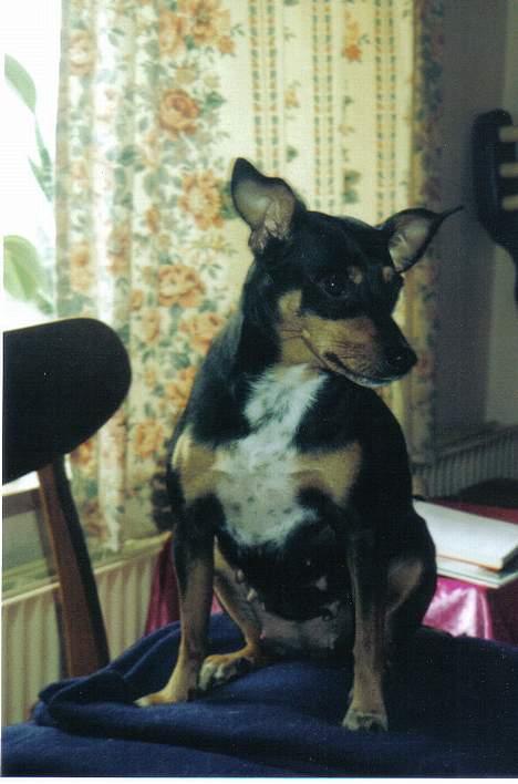 Blanding af racer Tulle billede 4