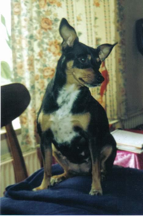 Blanding af racer Tulle billede 5