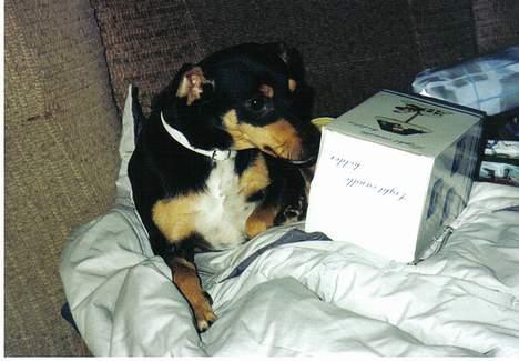 Blanding af racer Tulle billede 6