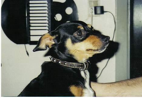 Blanding af racer Tulle billede 7