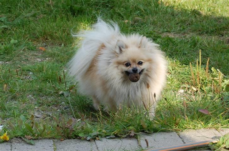 Pomeranian Himmelhund EMMA - oktober 2008 NYYYT.  billede 15