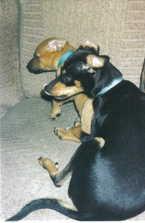 Blanding af racer Tulle - Tulle med en af sine hvalpe billede 8