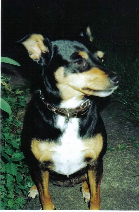 Blanding af racer Tulle billede 9