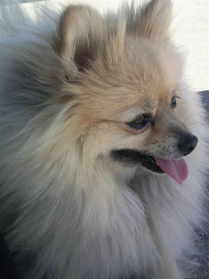 Pomeranian Himmelhund EMMA - har det store overblik  billede 16