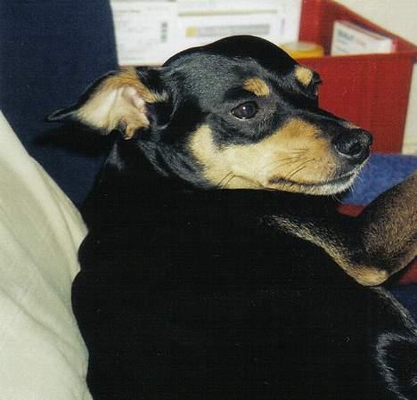 Blanding af racer Tulle billede 10