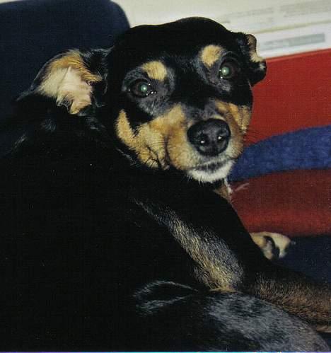 Blanding af racer Tulle billede 11