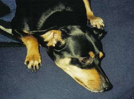 Blanding af racer Tulle billede 12