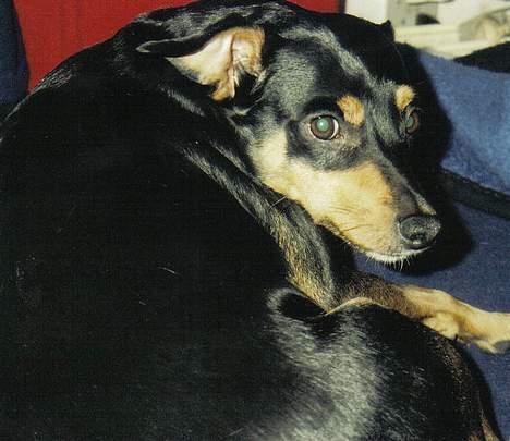 Blanding af racer Tulle billede 13