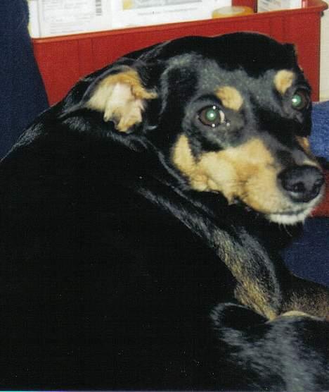 Blanding af racer Tulle billede 14