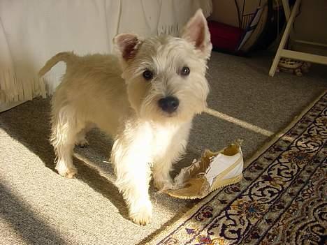 West highland white terrier Airas Milo Lucas  - Var det din sko,mor??? billede 7