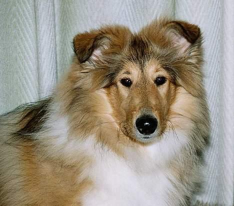 Collie langhåret Vicky - 4½ mdr billede 20