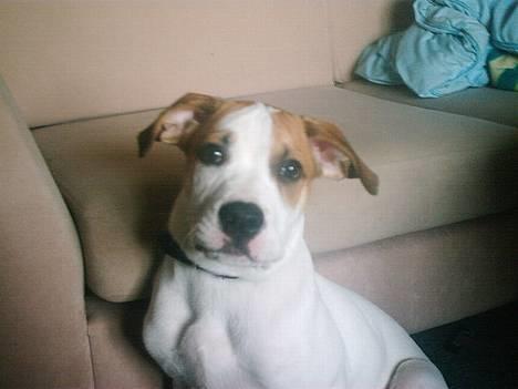 Amerikansk bulldog Hektor *Død* billede 18