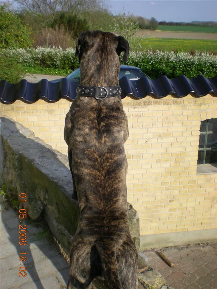 Blanding af racer Bongo (Død 2016)  billede 10