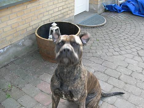 Blanding af racer Bongo (Død 2016)  billede 11