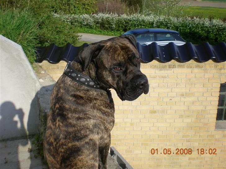 Blanding af racer Bongo (Død 2016)  billede 12