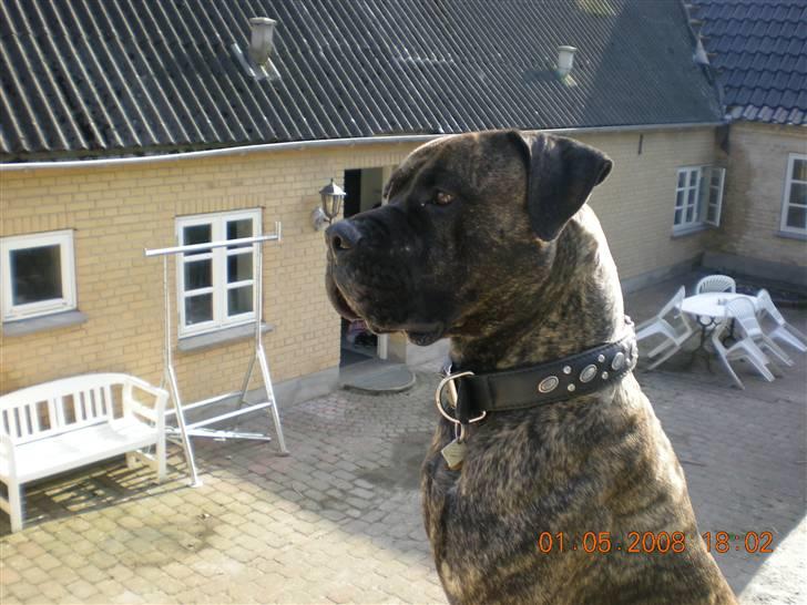 Blanding af racer Bongo (Død 2016)  billede 13