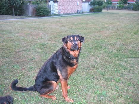 Blanding af racer zarzu - ligger og venter på vi skal lege  billede 1