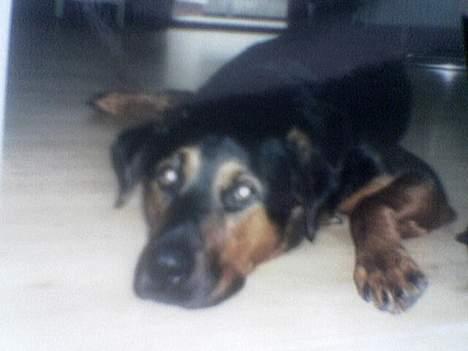 Blanding af racer zarzu - hvorfor skal jeg ligge her moar...? billede 2