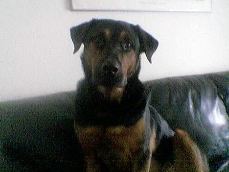 Blanding af racer zarzu - Det her er min plads i mor´s dyre lædersofa. billede 3