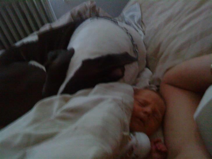 Amerikansk staffordshire terrier Kida(Desværre bortkommet) - Rizla og Jamie billede 10