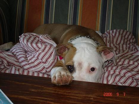 Amerikansk staffordshire terrier Kida(Desværre bortkommet) - Hvis jeg nu ser rigtig sød ud - såser mor nok ikke min pote på bordret (ca 9 mdr.) billede 11