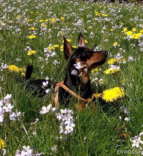 Dvaergpinscher Lille Lua Kahlúa - Nyder solen i Bernstoffs parken April 07 billede 7