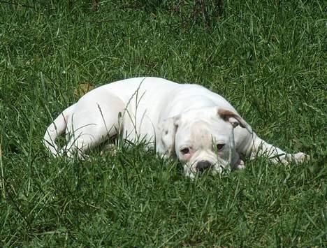 Olde english bulldogge Missy - En slapper på græsset billede 5