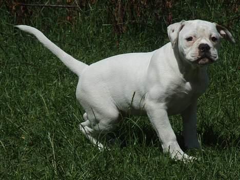 Olde english bulldogge Missy - Nogen, som vil slås, bare kom an... billede 6