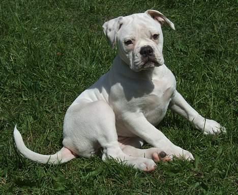 Olde english bulldogge Missy - Jeg har de to store hanner i min hule hånd.... billede 7