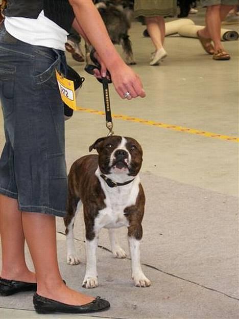 Staffordshire bull terrier Westlund Glorious Flame  billede 10