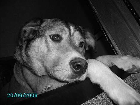 Blanding af racer Julle - nyt billede billede 11