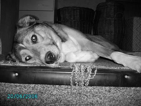 Blanding af racer Julle - nyt billede billede 12