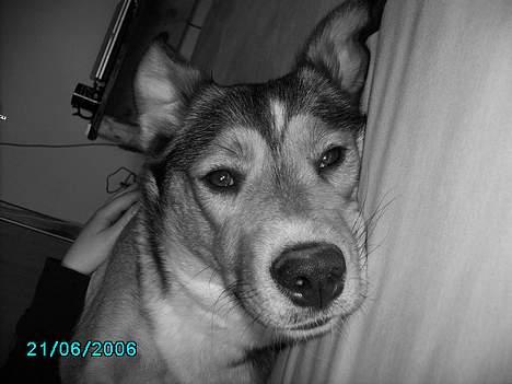 Blanding af racer Julle - nyt billlede billede 13