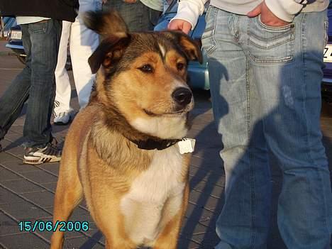 Blanding af racer Julle - nyt billede billede 14