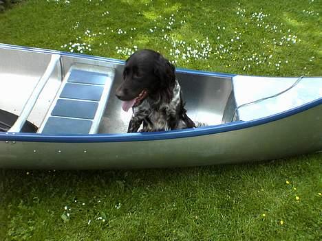 Kleiner münsterländer Anton - Hov Anton? Skal vi ud og sejle? billede 7