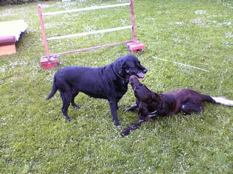 Kleiner münsterländer Anton - Skal vi kysse? billede 8