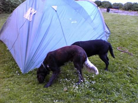 Kleiner münsterländer Anton - -Snuse Snuse billede 9