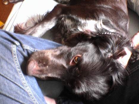 Kleiner münsterländer Anton - Fjolle fjolle billede 10