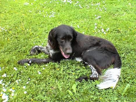 Kleiner münsterländer Anton - Slappe slappe. aaah billede 11