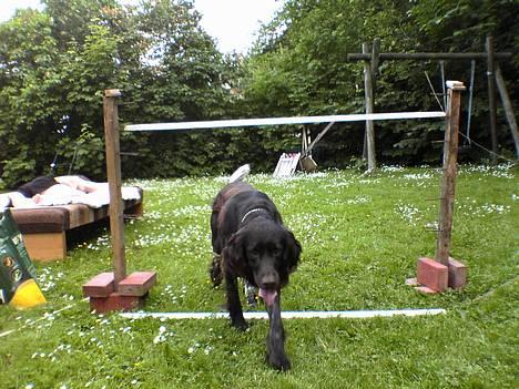 Kleiner münsterländer Anton - Hovsa Anton-? Det var den forkerte vej ;S billede 12