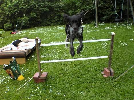 Kleiner münsterländer Anton - Anton springer...? Højt? tror det er 80 eller 90 cm billede 13