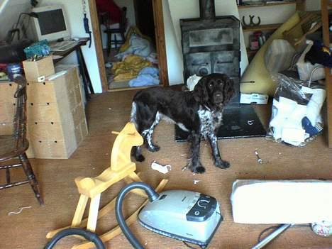 Kleiner münsterländer Anton - Anton, dit rodedyr billede 14