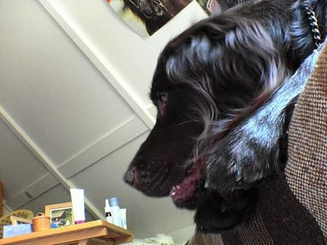 Kleiner münsterländer Anton - Lala billede 15