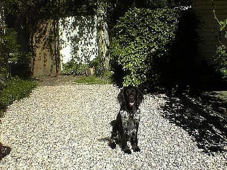 Kleiner münsterländer Anton billede 16