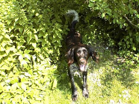 Kleiner münsterländer Anton - Jeg er glad =) billede 17